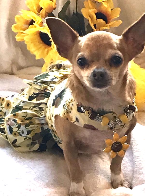 /Images/uploads/Animal Control  Welfare Project/PrettiestPetContest/entries/6043thumb.jpg